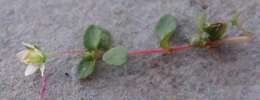 Image of Crassula papillosa Schönl. & Baker fil.