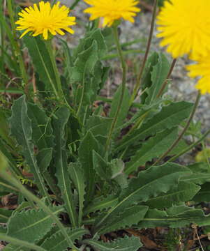 Слика од Leontodon hispidus L.