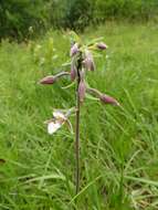 Imagem de Epipactis palustris (L.) Crantz