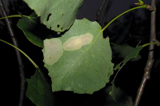 Phyllonorycter sagitella (Bjerkander 1790)的圖片