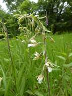 Imagem de Epipactis palustris (L.) Crantz