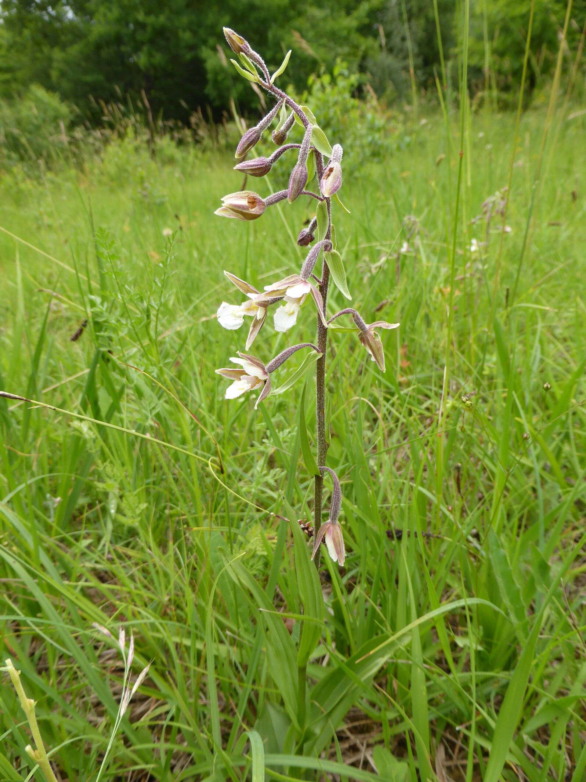 Imagem de Epipactis palustris (L.) Crantz