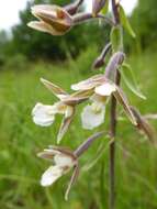 Imagem de Epipactis palustris (L.) Crantz