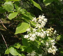 Image of Staphylea colchica Stev.