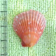 Imagem de Aequipecten muscosus (W. Wood 1828)