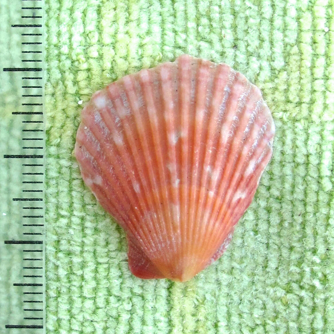 Image de Aequipecten muscosus (W. Wood 1828)