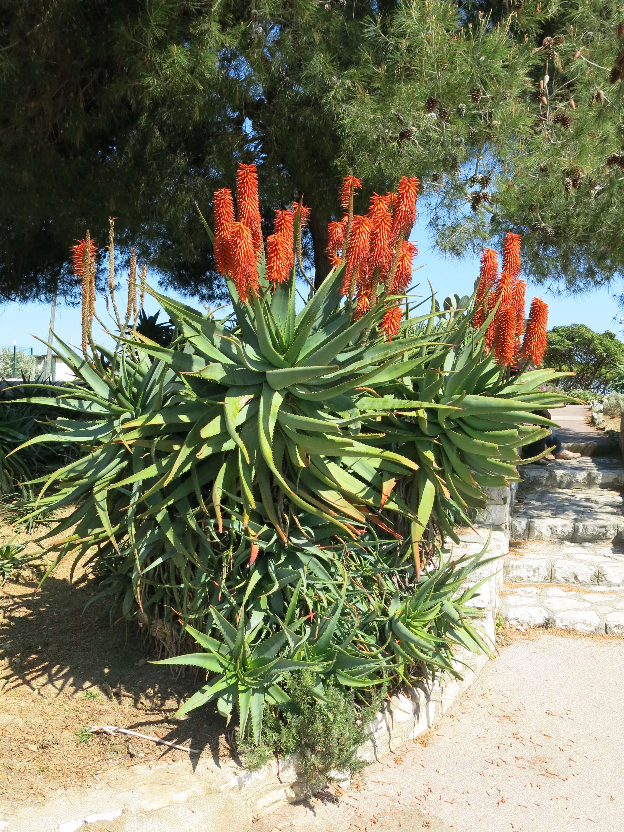 Image of candelabra aloe