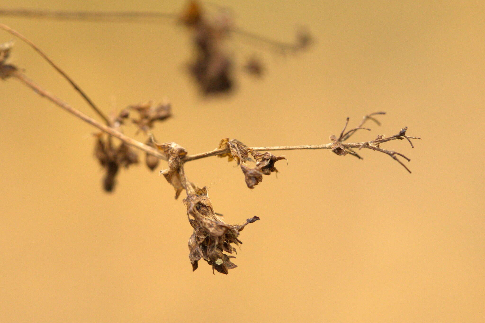 Image of Alchemilla sarmatica Juz.