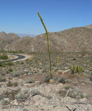 Image of Utah agave