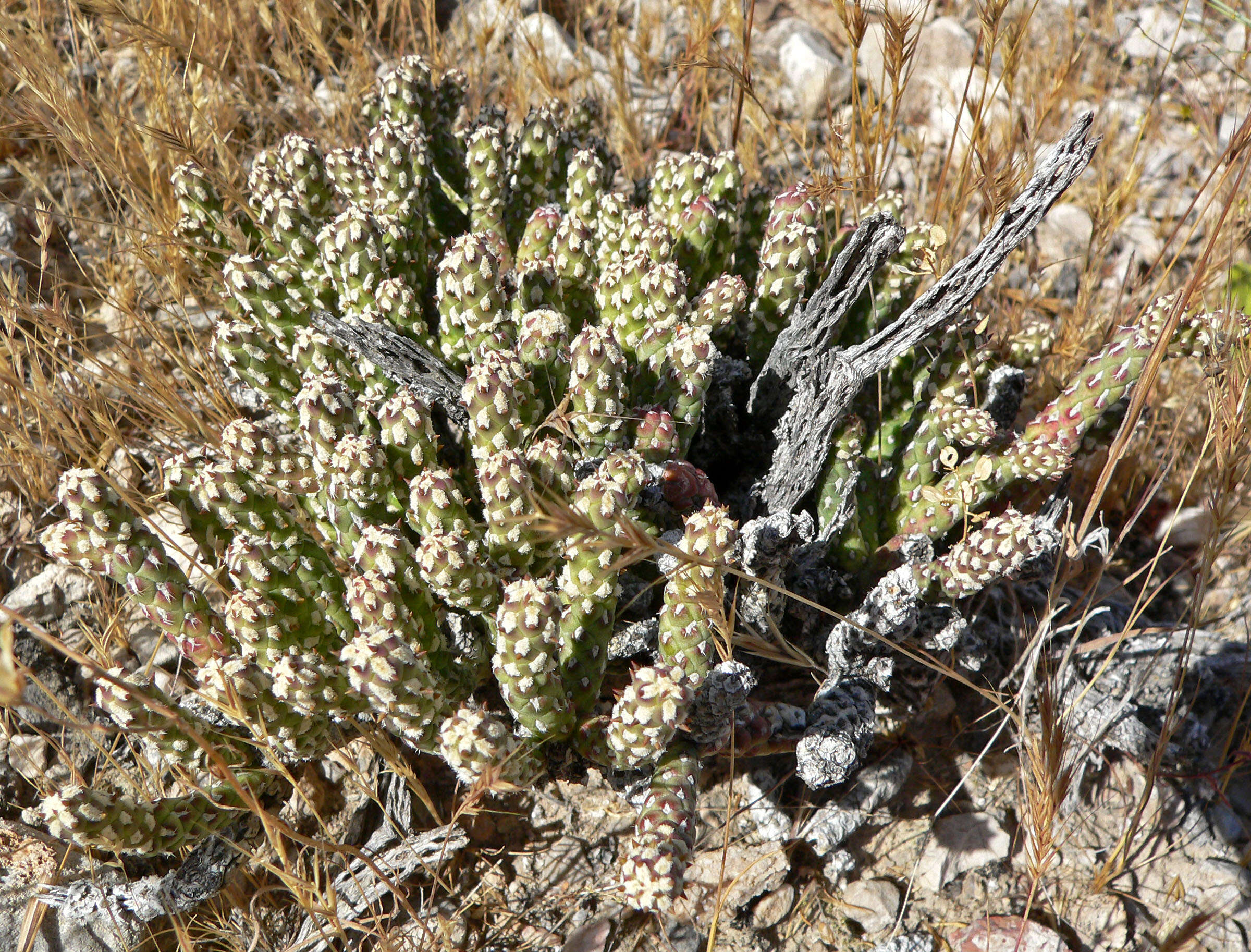 Imagem de Cylindropuntia ramosissima (Engelm.) F. M. Knuth