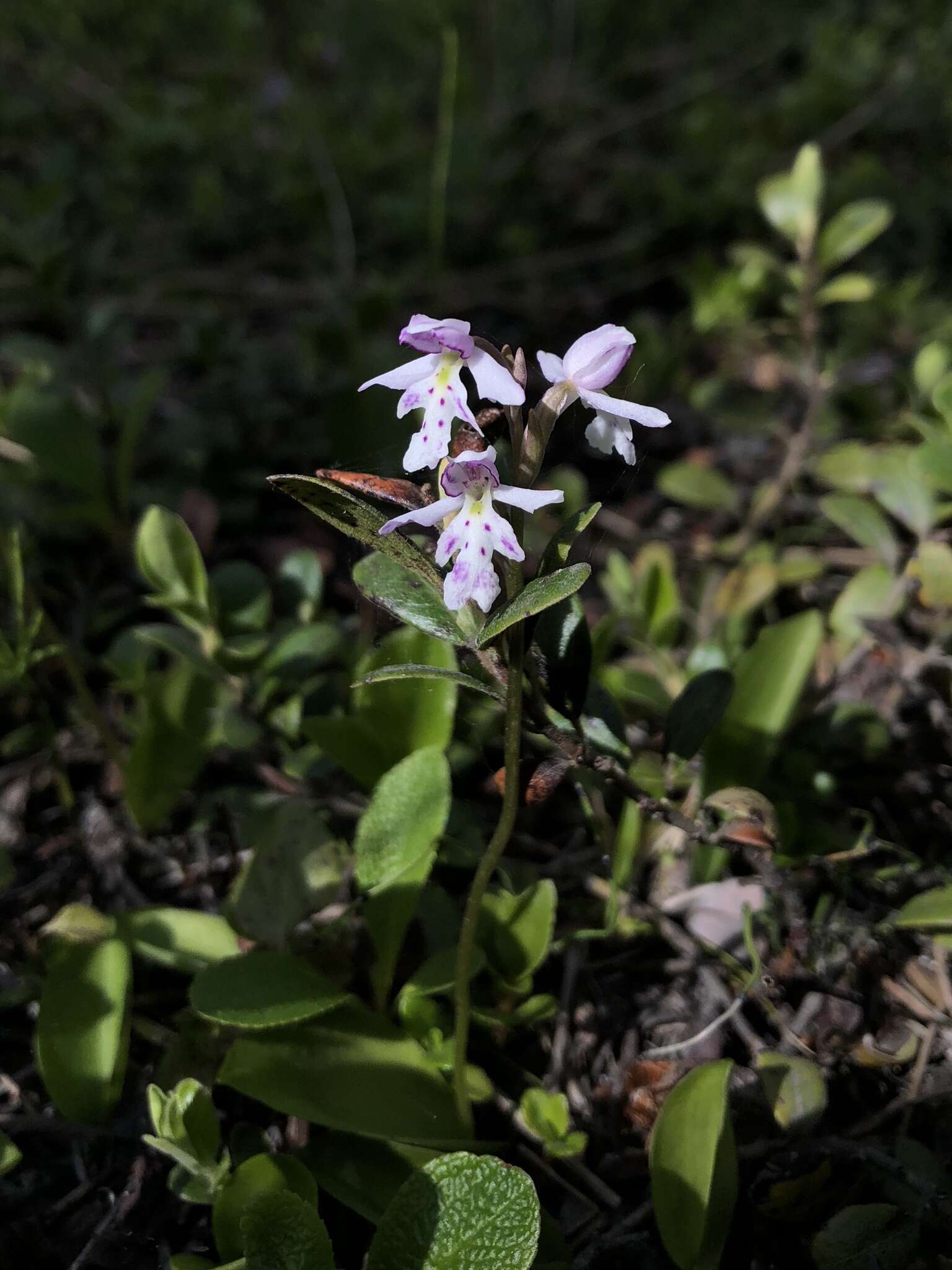 Galearis rotundifolia (Banks ex Pursh) R. M. Bateman resmi