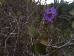 صورة Ruellia californica (Rose) I. M. Johnston