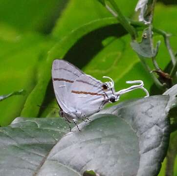 Image de Hypolycaena hatita Hewitson 1865