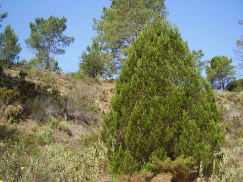 Image of Phoenician Juniper