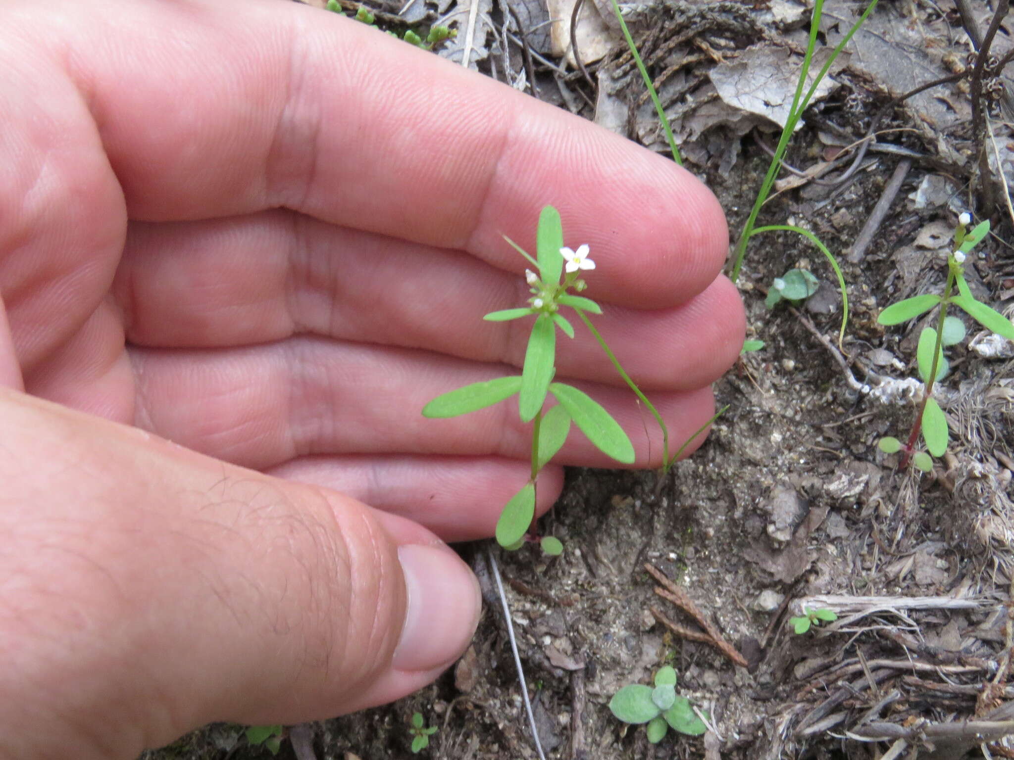 Image of Greene's starviolet