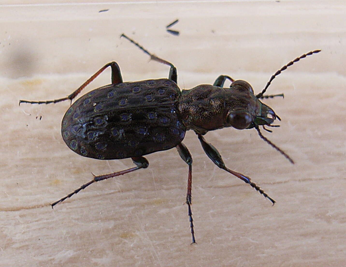 Image of Copper Peacock