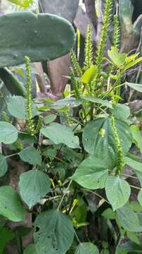 Image of Acalypha polystachya Jacq.