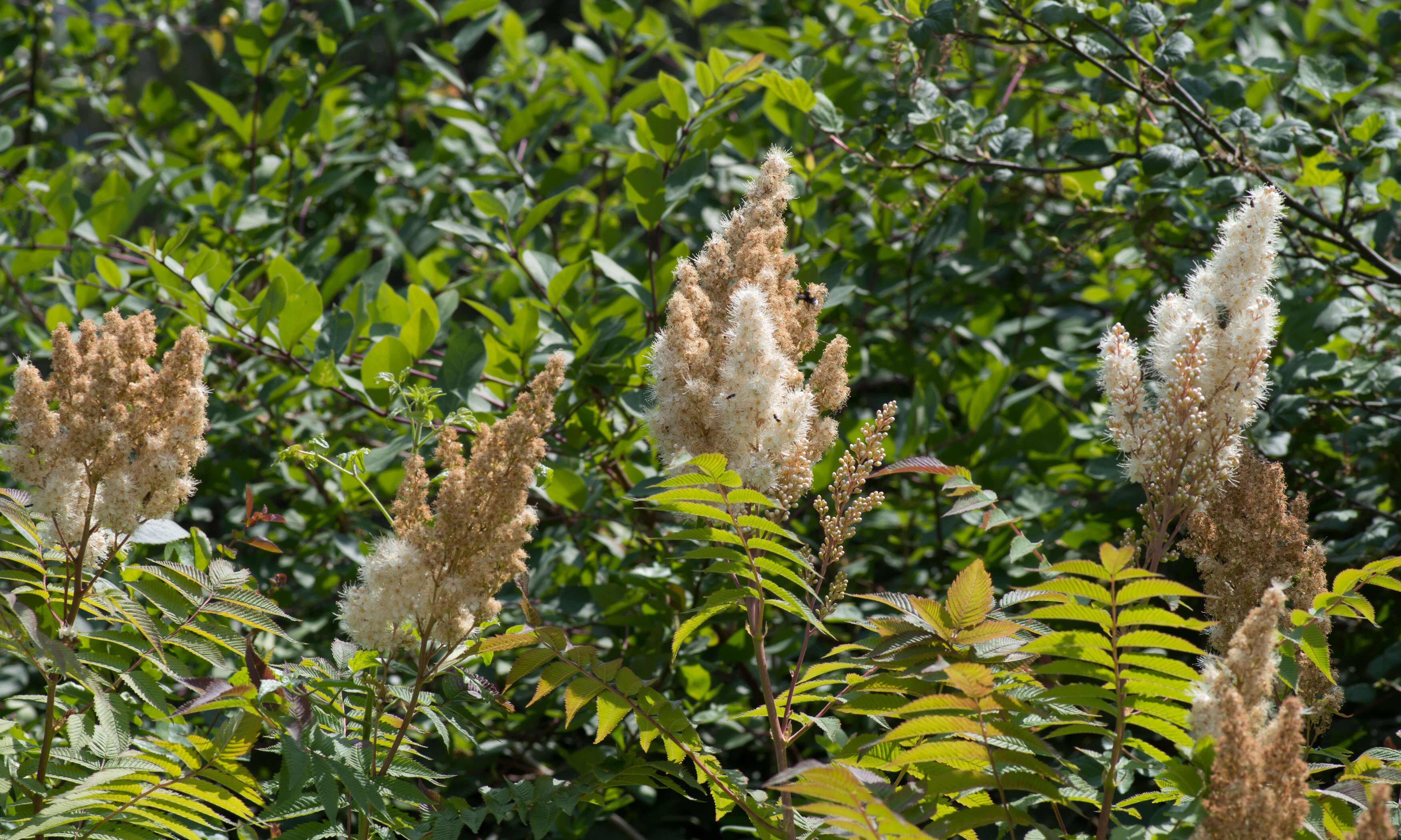 Image of false spiraea