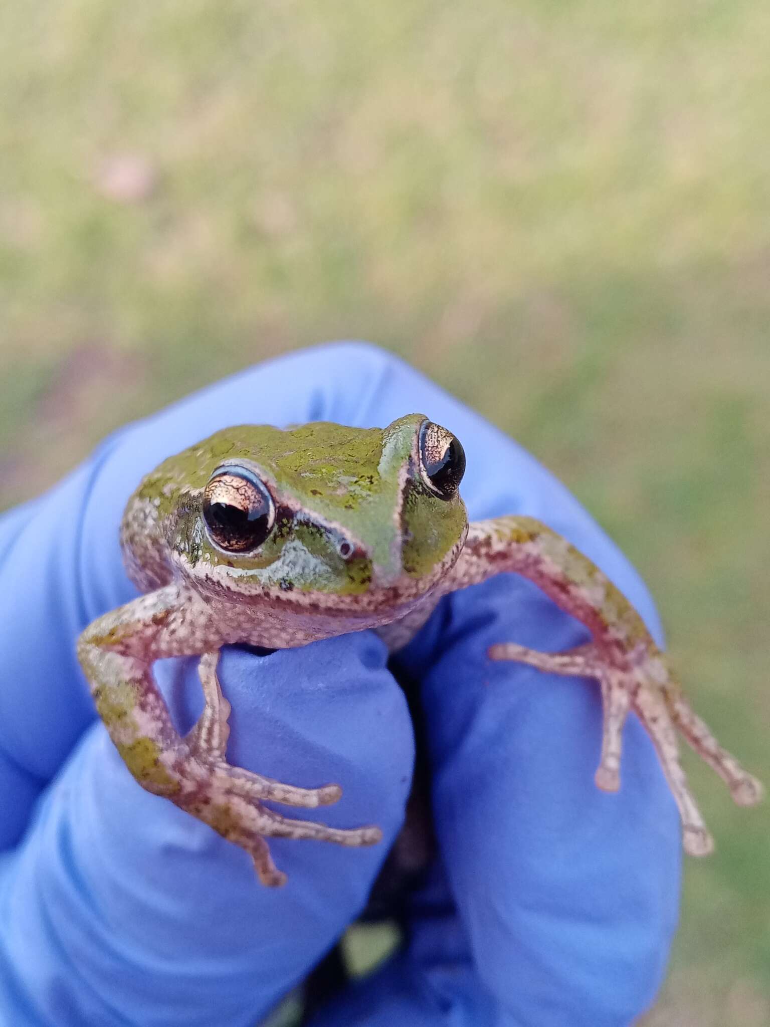 Imagem de Gastrotheca marsupiata (Duméril & Bibron 1841)