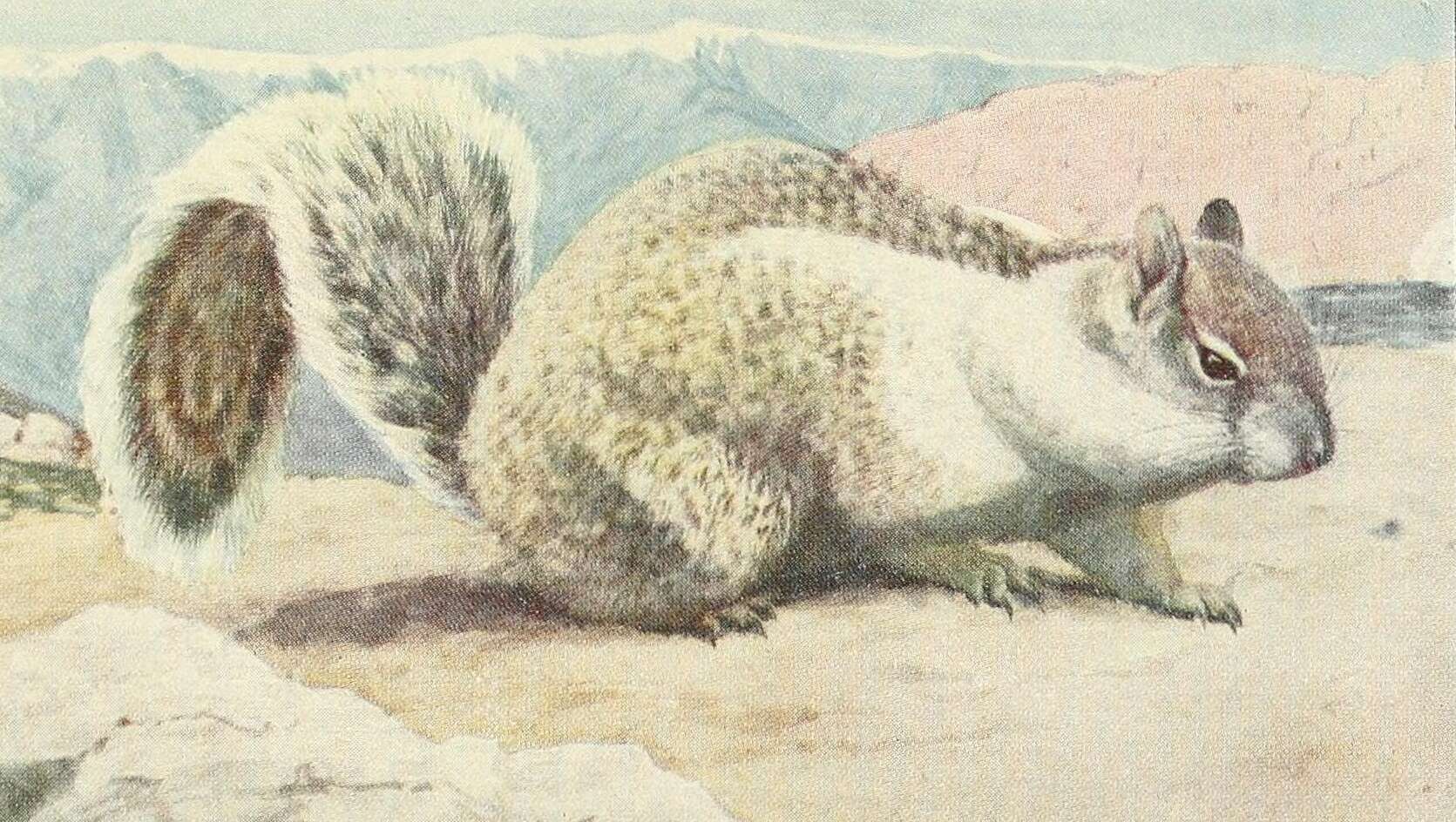Image of Otospermophilus Brandt 1844