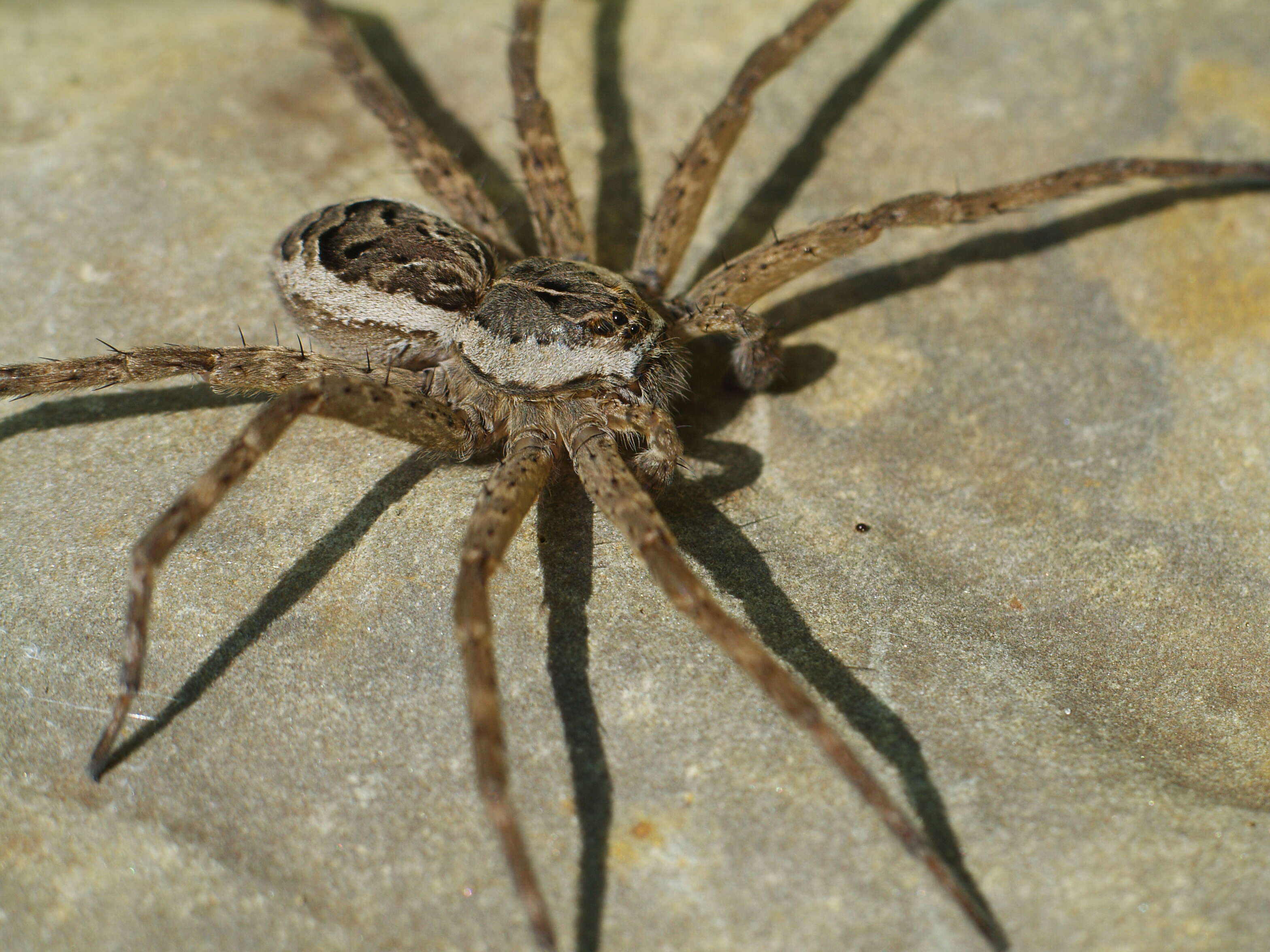 Plancia ëd Dolomedes scriptus Hentz 1845