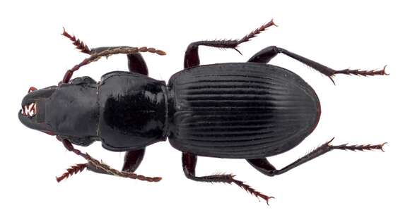 Image of Pterostichus (Cylindrocharis) rostratus (Newman 1838)