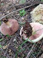 Image of Agaricus kerriganii L. A. Parra, B. Rodr., A. Caball., M. Martín-Calvo & Callac 2013