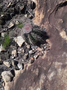 Image of Melocactus bahiensis (Britton & Rose) Luetzelb.