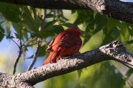 Image of Summer Tanager