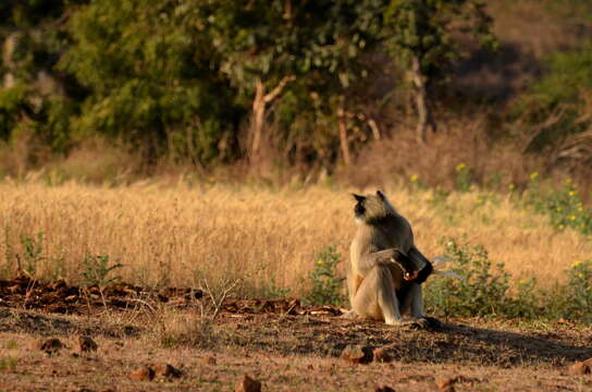 Image of Dussumier's Malabar Langur