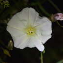 Image de Calystegia macrostegia subsp. tenuifolia (Abrams) Brummitt