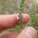 Image of Muraltia satureioides var. floribunda Levyns