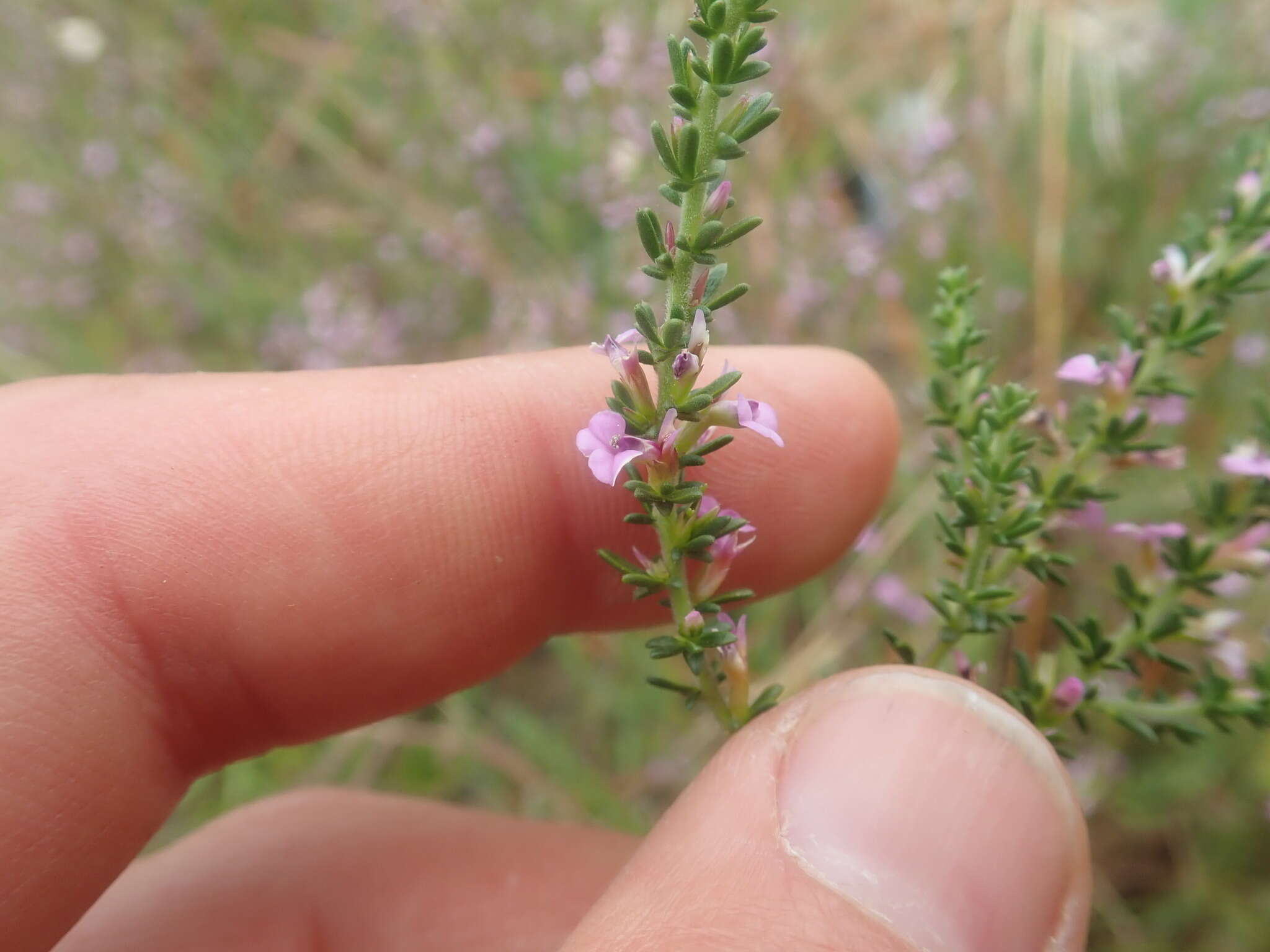 Image of Muraltia satureioides var. floribunda Levyns