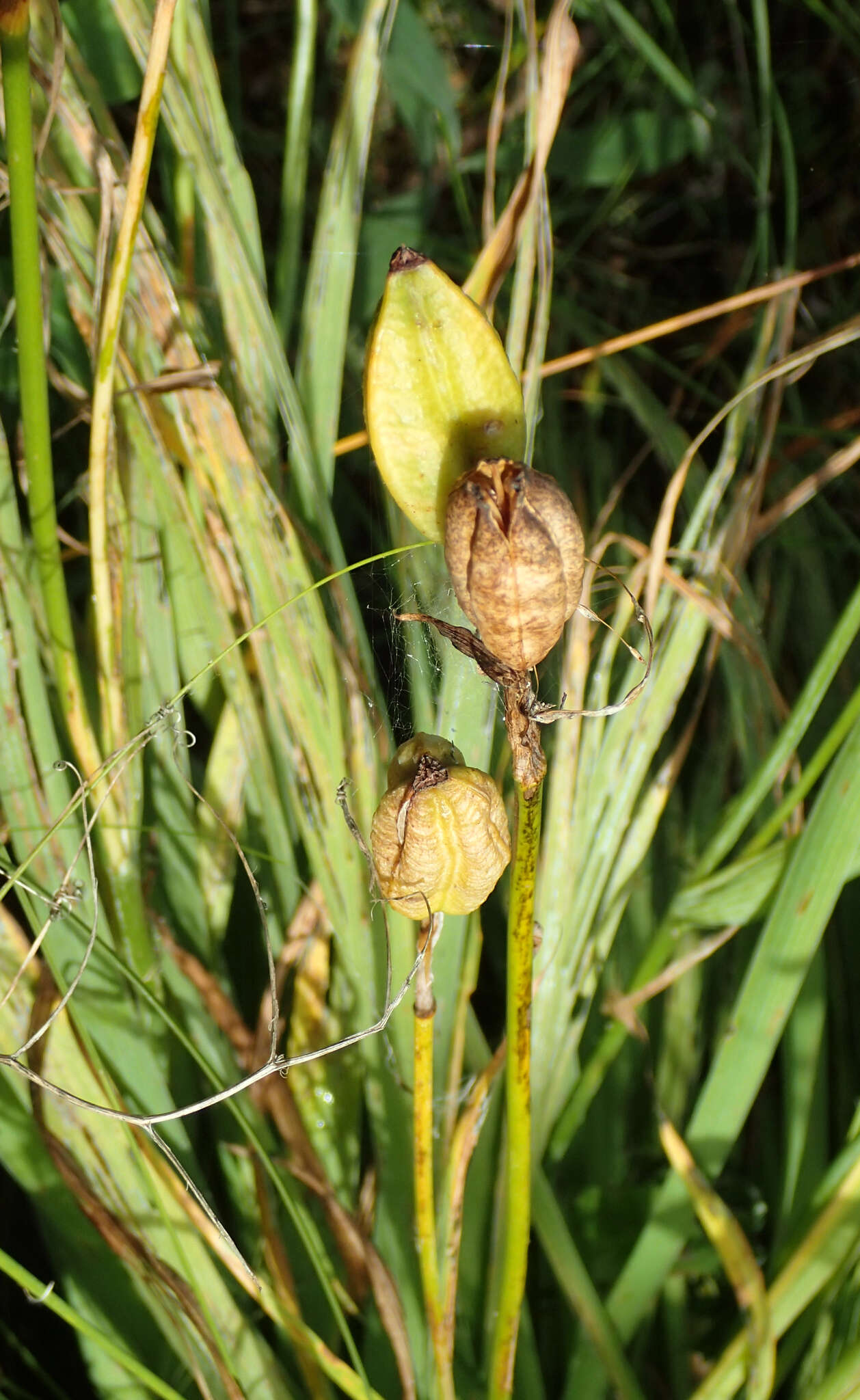 Image of beachhead iris