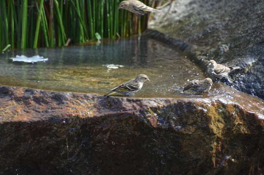 Image of Pine Siskin