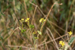 Image of Buckler Mustard