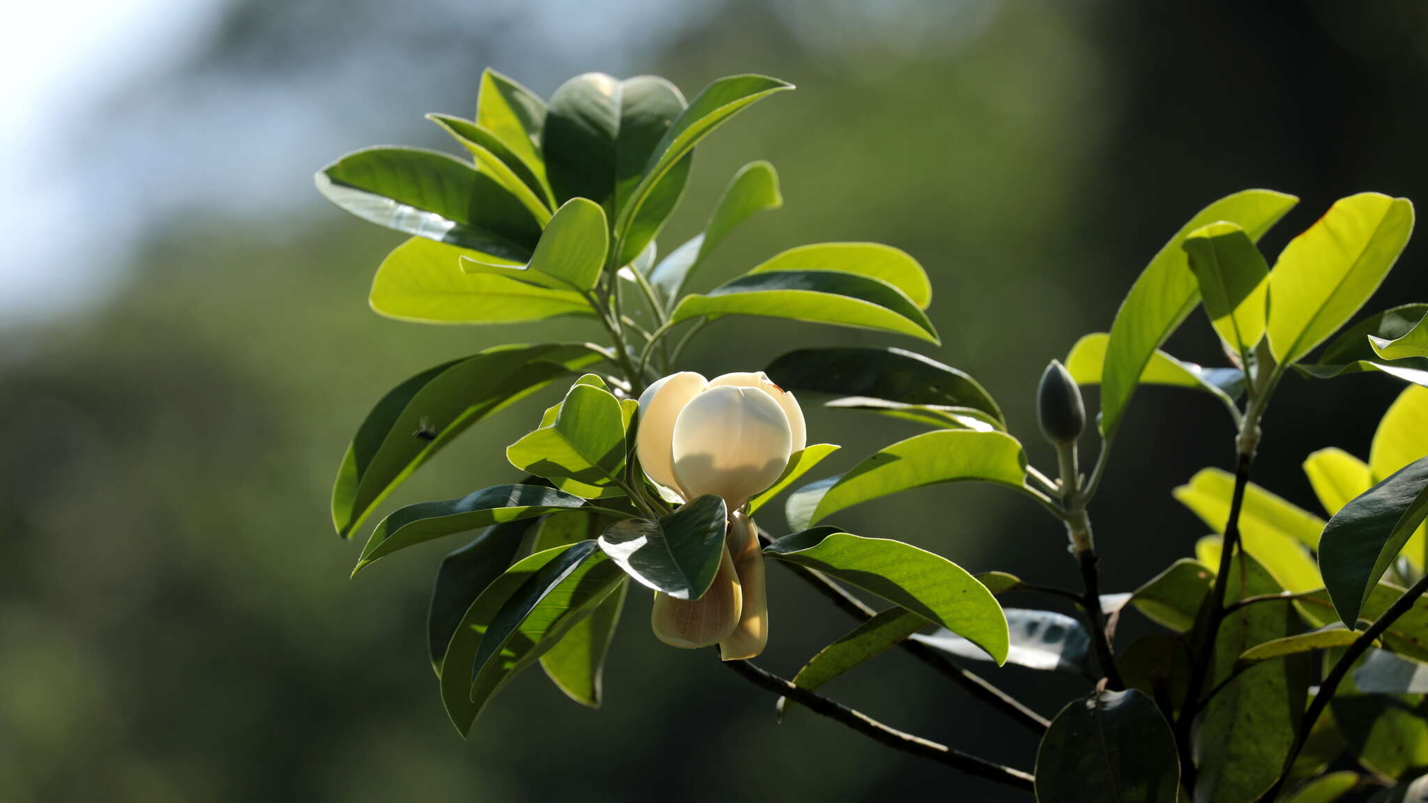 Magnolia tamaulipana Vazquez的圖片