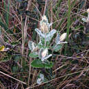 Image of Monticalia guadalupe subsp. guadalupe