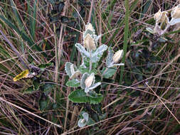 Image of Monticalia guadalupe subsp. guadalupe