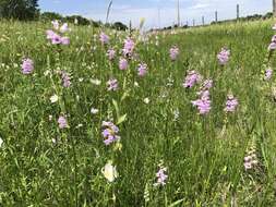 Image of Slender False Dragonhead