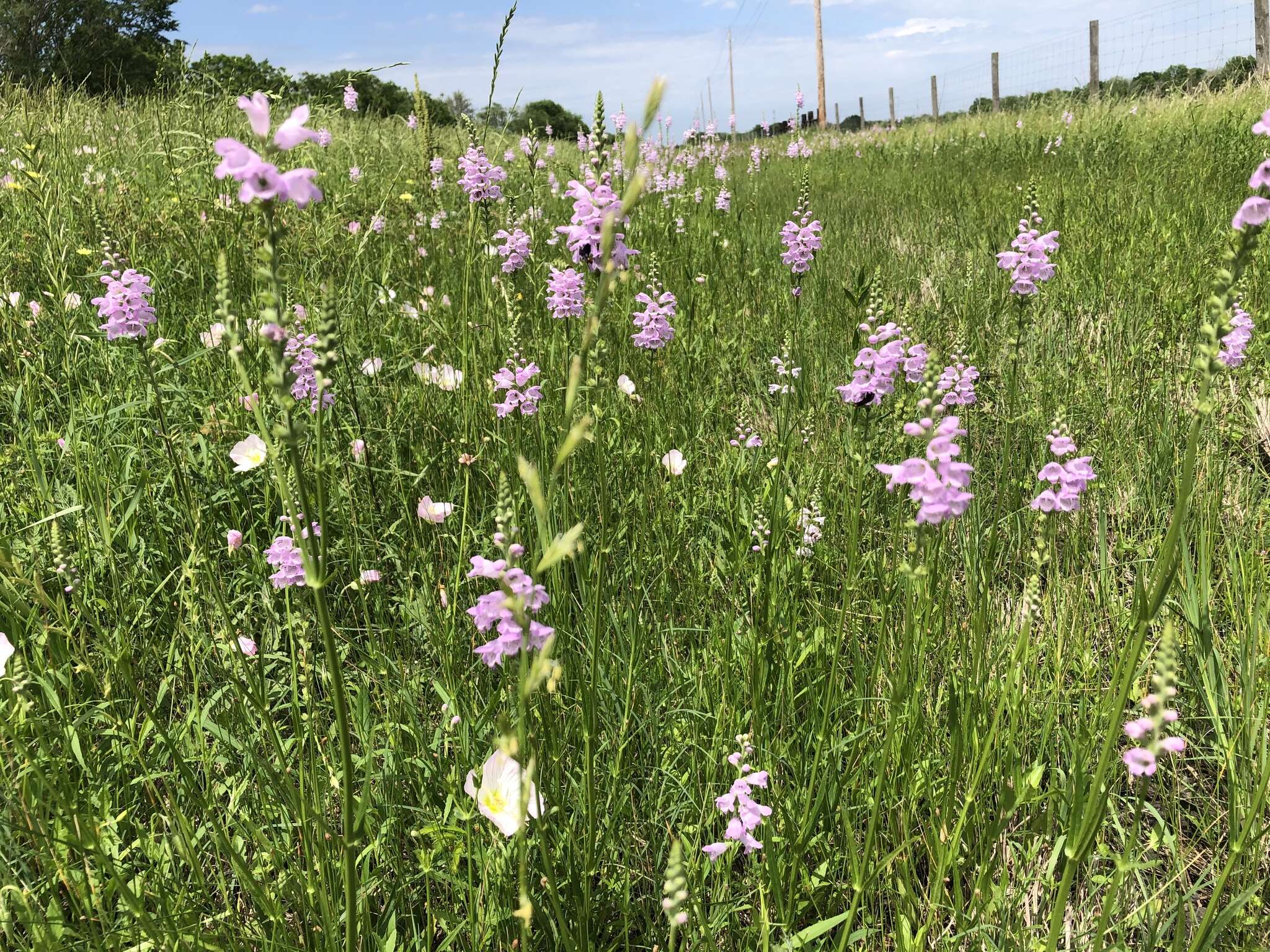 Image of Slender False Dragonhead