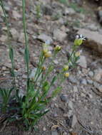 Image of Howell's pioneer rockcress