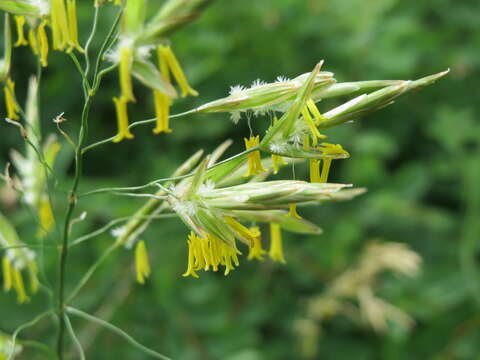 Image of Smooth Meadow-grass