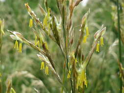 Image of Smooth Meadow-grass