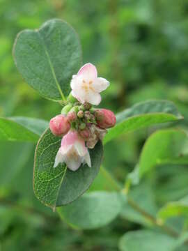 Image of common snowberry