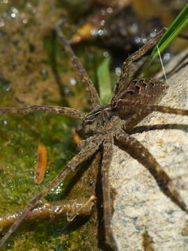 Image of Dolomedes tenebrosus Hentz 1844