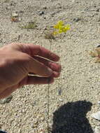 Image of Moapa bladderpod