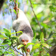 Image of Common Spotted Cuscus