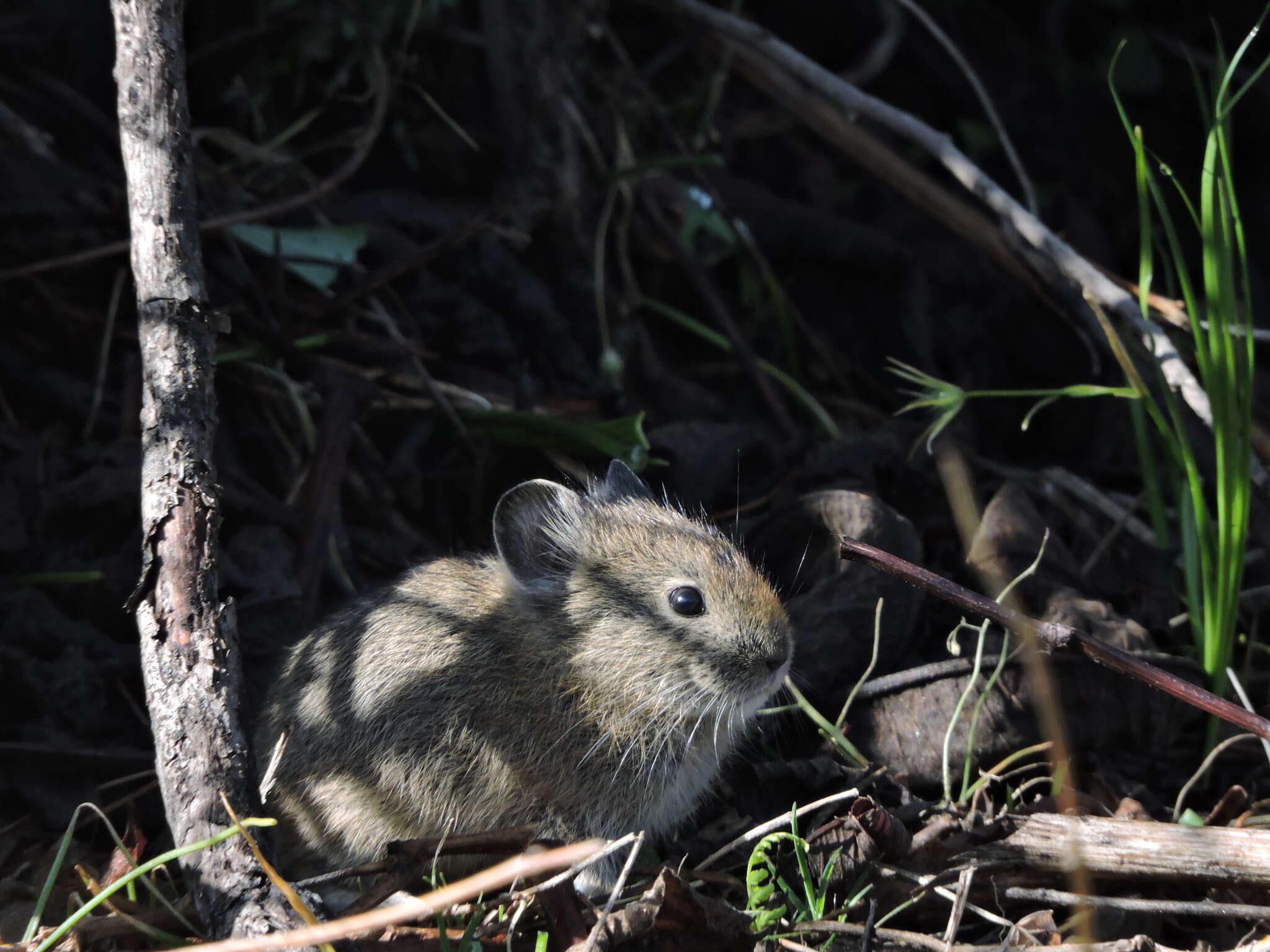 Image of Royle's Pika