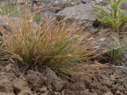 Image de Danthonia unispicata (Thurb.) Munro ex Macoun